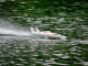 MHZ Powerboats Miss Exide in Action auf See
